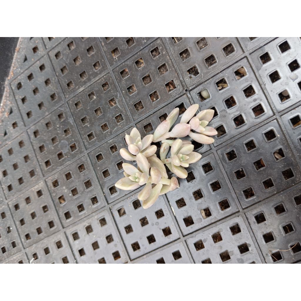 sukulen impor fresh cutting sedum Mirinae