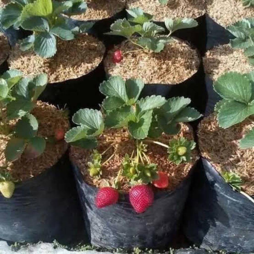 Bibit strawberry manis | satuan