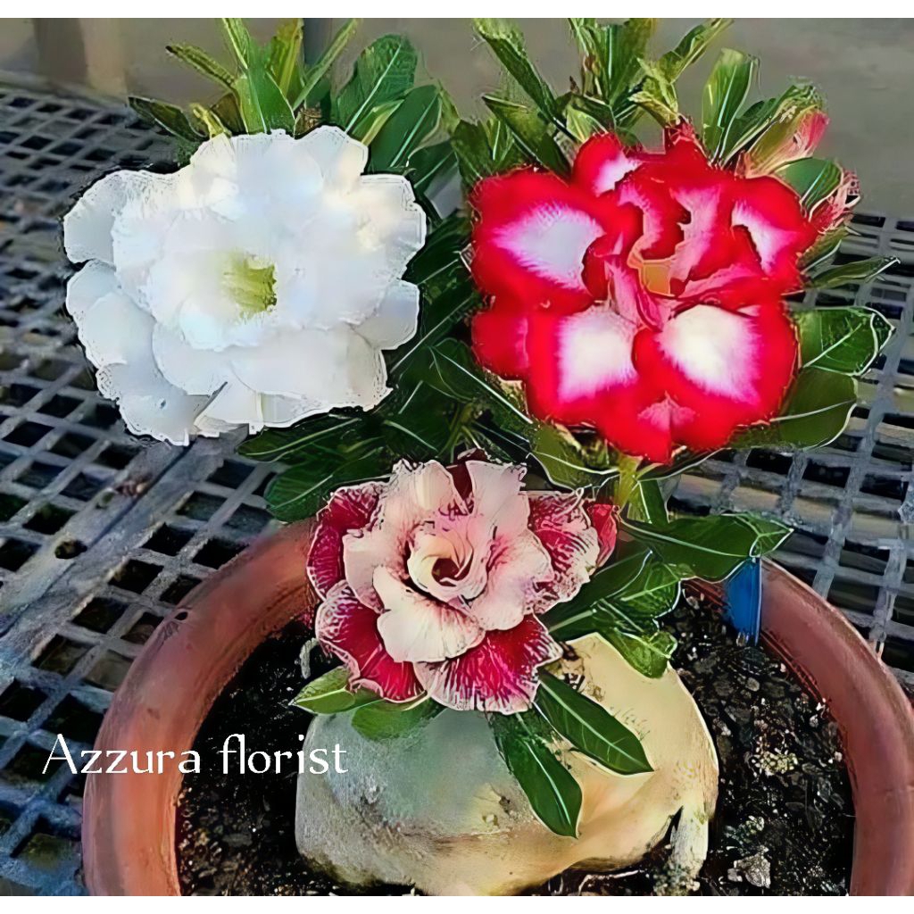 Tanaman hias adenium bunga tumpuk 3 rupa