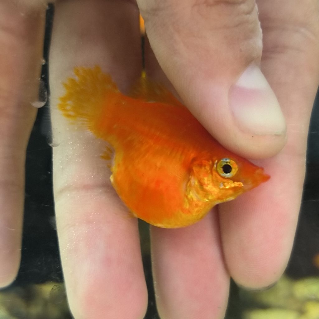 Ikan Molly BABON BALON SUNKIST SUNKIS KUNING CERAH INDUK BESAR BULAT