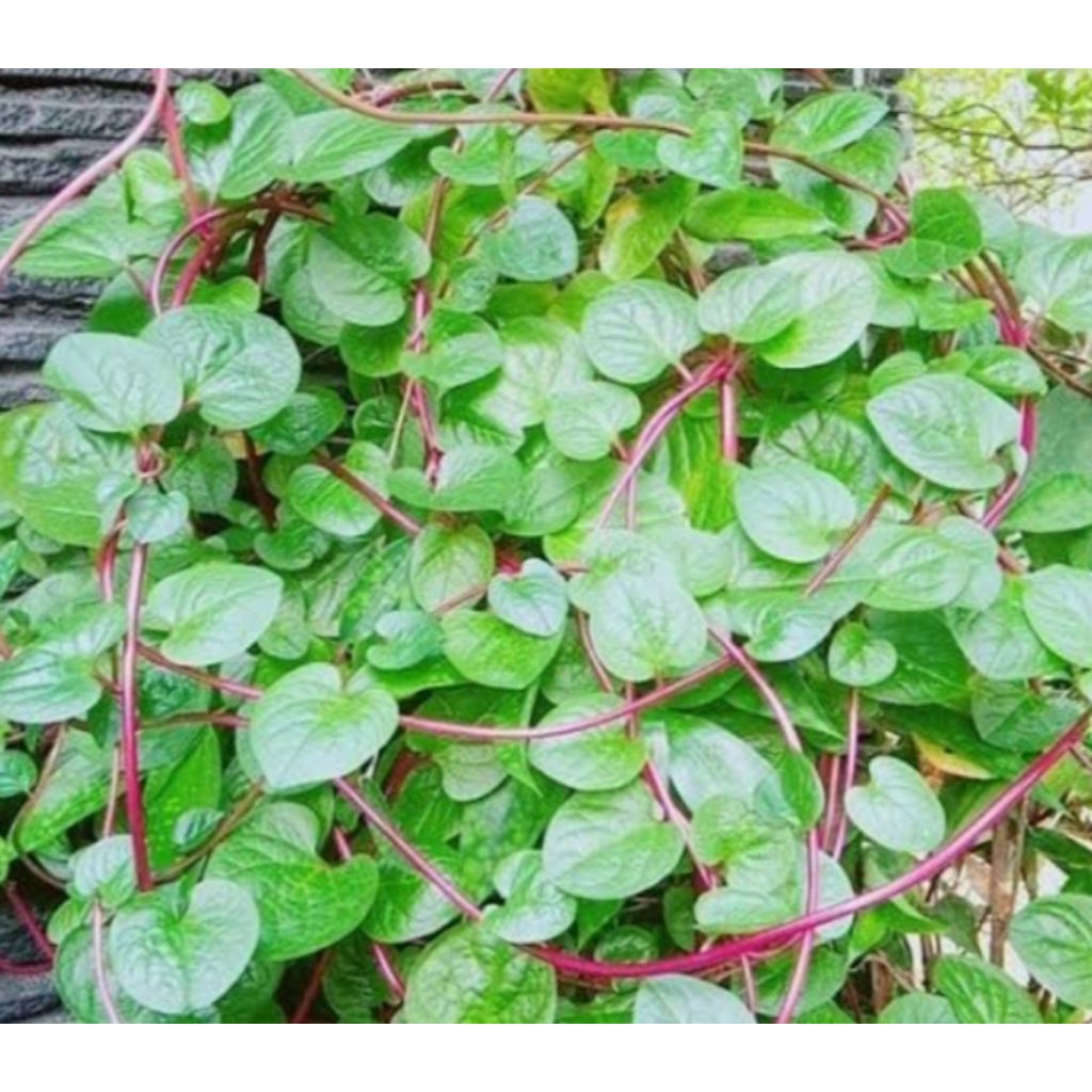 

daun binahong 100grm/obat herbal