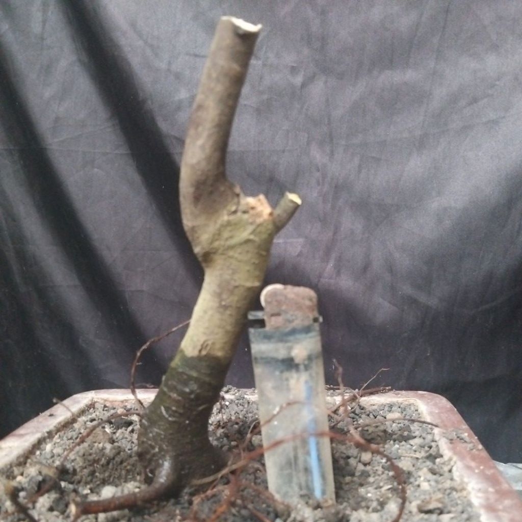 Bahan Bonsai Amplas Hitam Dongkelan Small Medium Natural Formal Size real pick