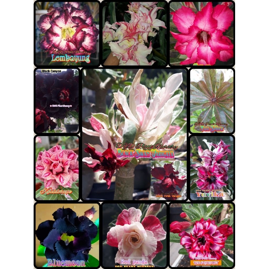 Adenium bunga tumpuk(pohon &entres)