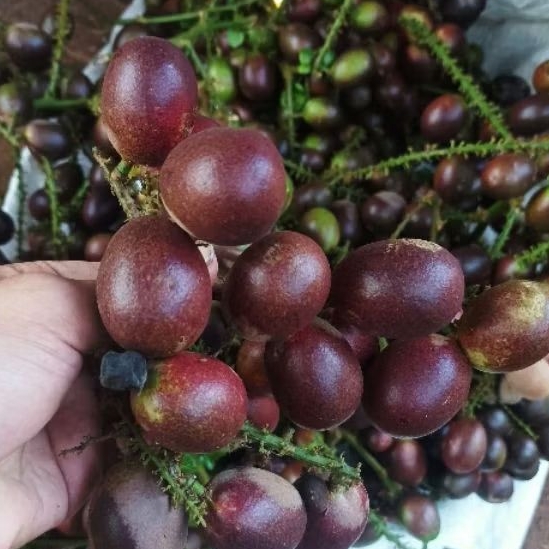 

matoa segar manis khas papua