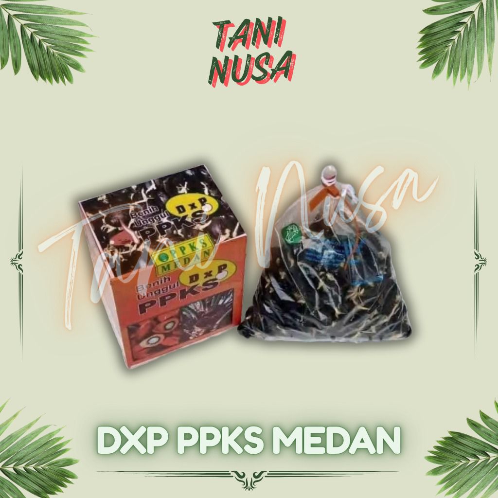 Bibit Benih Kecambah Sawit Berkualitas Varietas DxP PPKS 239 PPKS 540 PPKS 718 Unggul Berkualitas TE