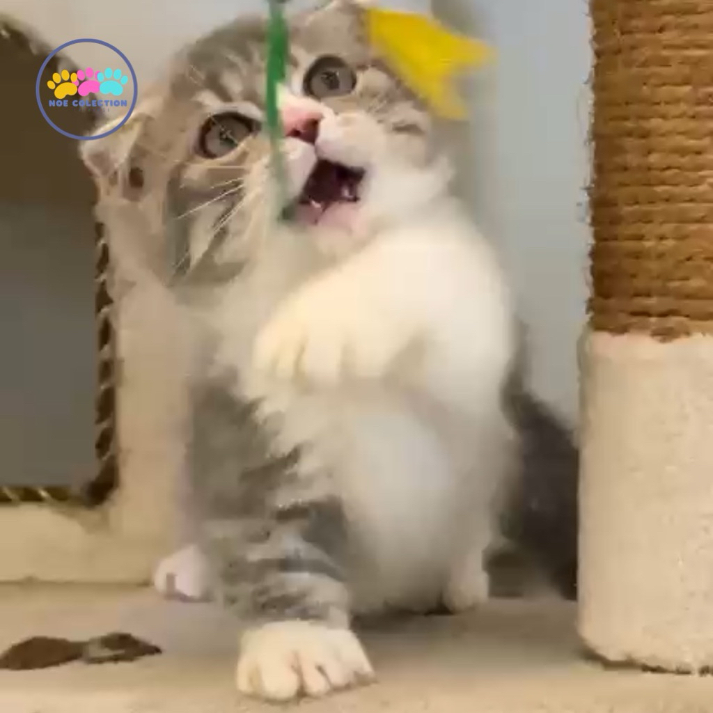 Open Adopsi Kucing munchkin gaelic - betina Warna bicolor Usia 3 bulan - Sudah vaksin Good - karakte