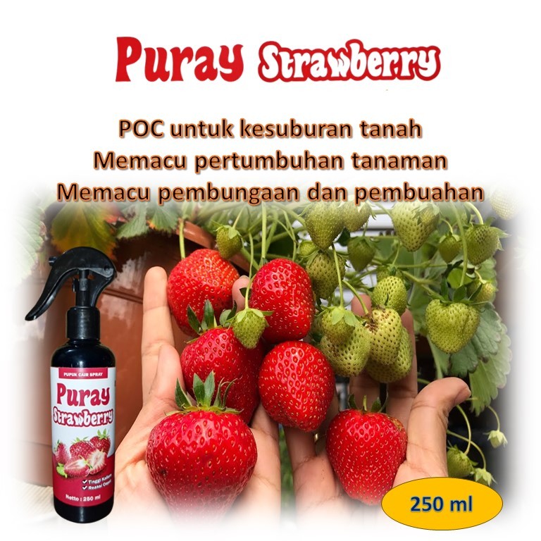 Pupuk Stroberry / pupuk stroberi / pupuk buah lebat / pupuk buah stroberry / pupuk buah stroberri