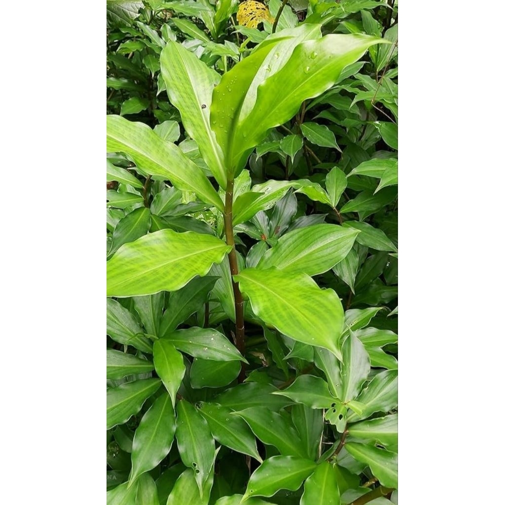 

Daun insulin rambat segar jarang 25 lembar