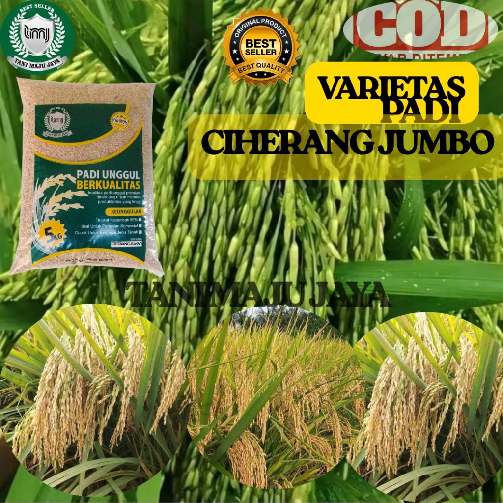 BIBIT PADI BENIH PADI UNGGUL VARIETAS CIHERANG JUMBO KEMASAN 5 KG