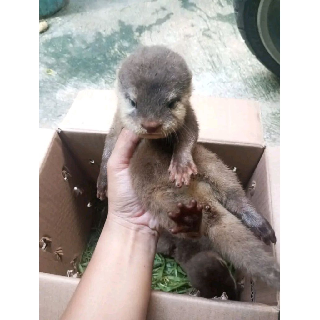 Berang-berang/Otter Anakan