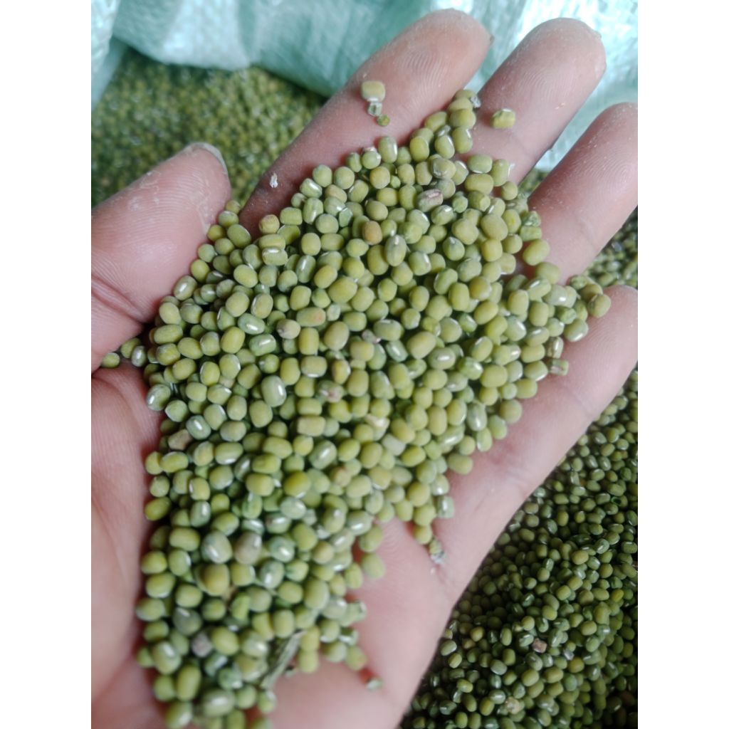 

kacang hijau lokal termurah