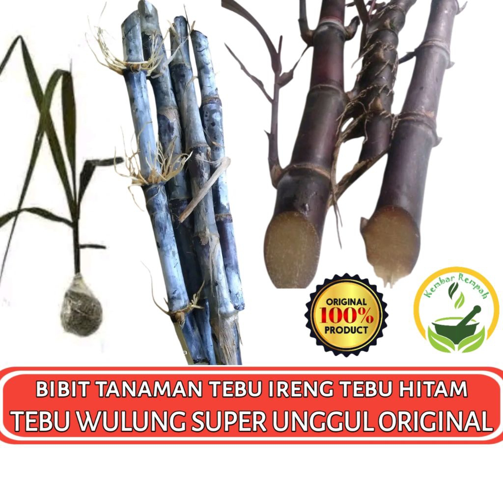 BIBIT TANAMAN TEBU WULUNG | Tebu Ireng | tebu hitam siap tanam