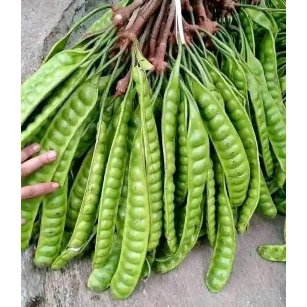 

pete super tuwa pilhan feres per 5 lojor ataw kris