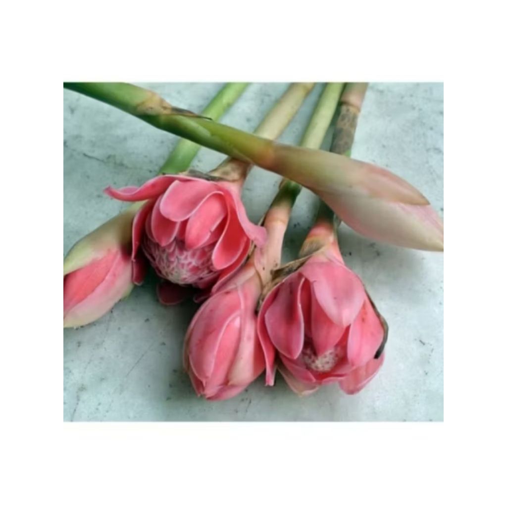 

bunga kecombrang/ rombeh per biji