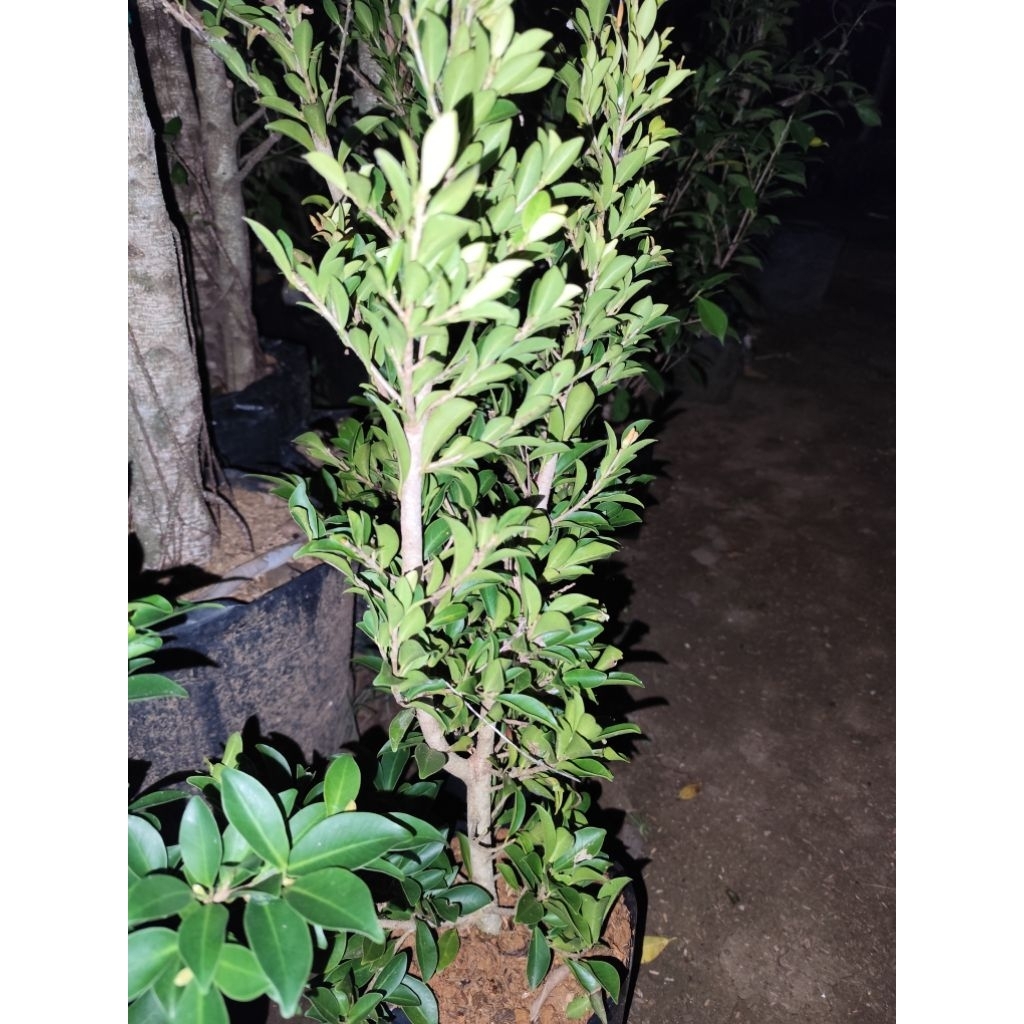 ficus elegan uk jempol tangan