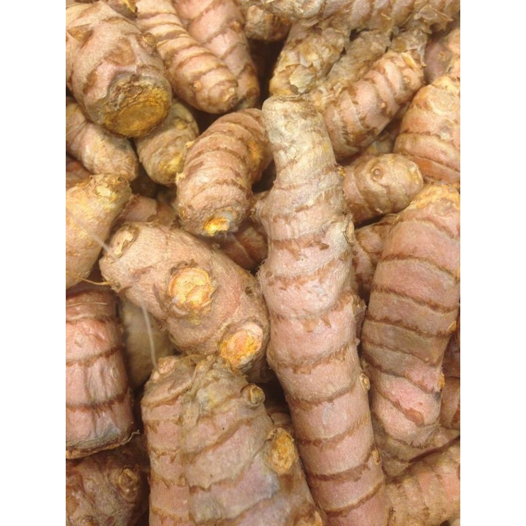 

herbal golongan obat jamu temu lawak/ keneng gede segar berat 1 kg