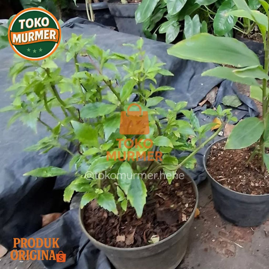 

Bibit tanaman herbal kumis kucing herbal segudang manfaat Herbal ampuh dalam pengobatan tradisional_Toko murmer