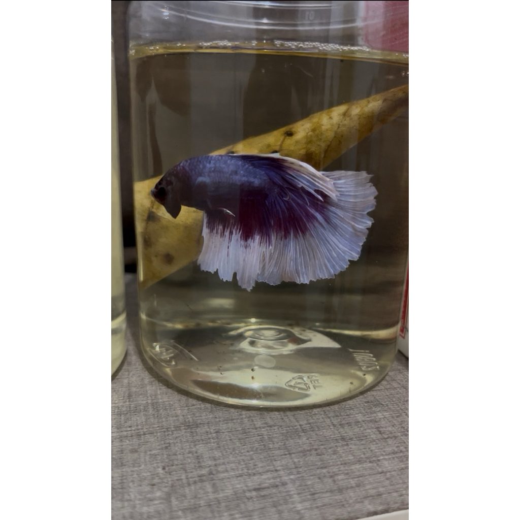 ikan cupang Halfmoon lavender