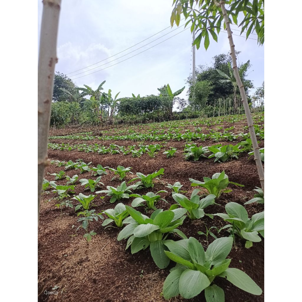 

SayuranSegarPaket25k