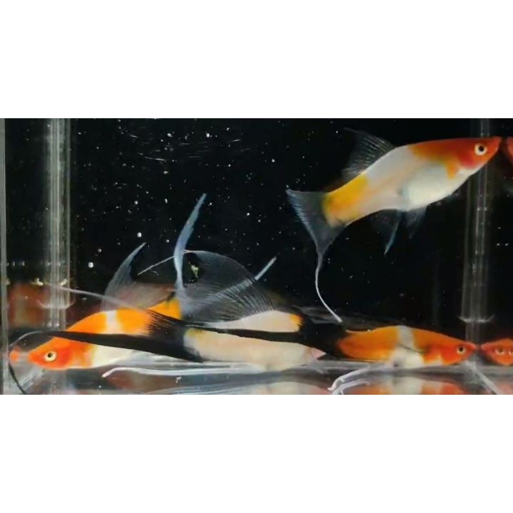 Hiasan aquarium Kohaku wag Lyretail