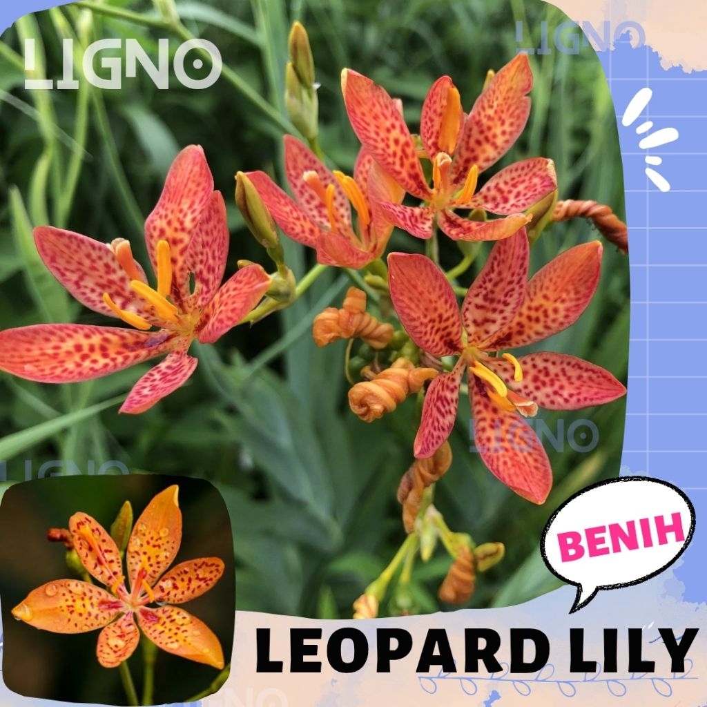 Benih LEOPARD LILY - Biji Bunga