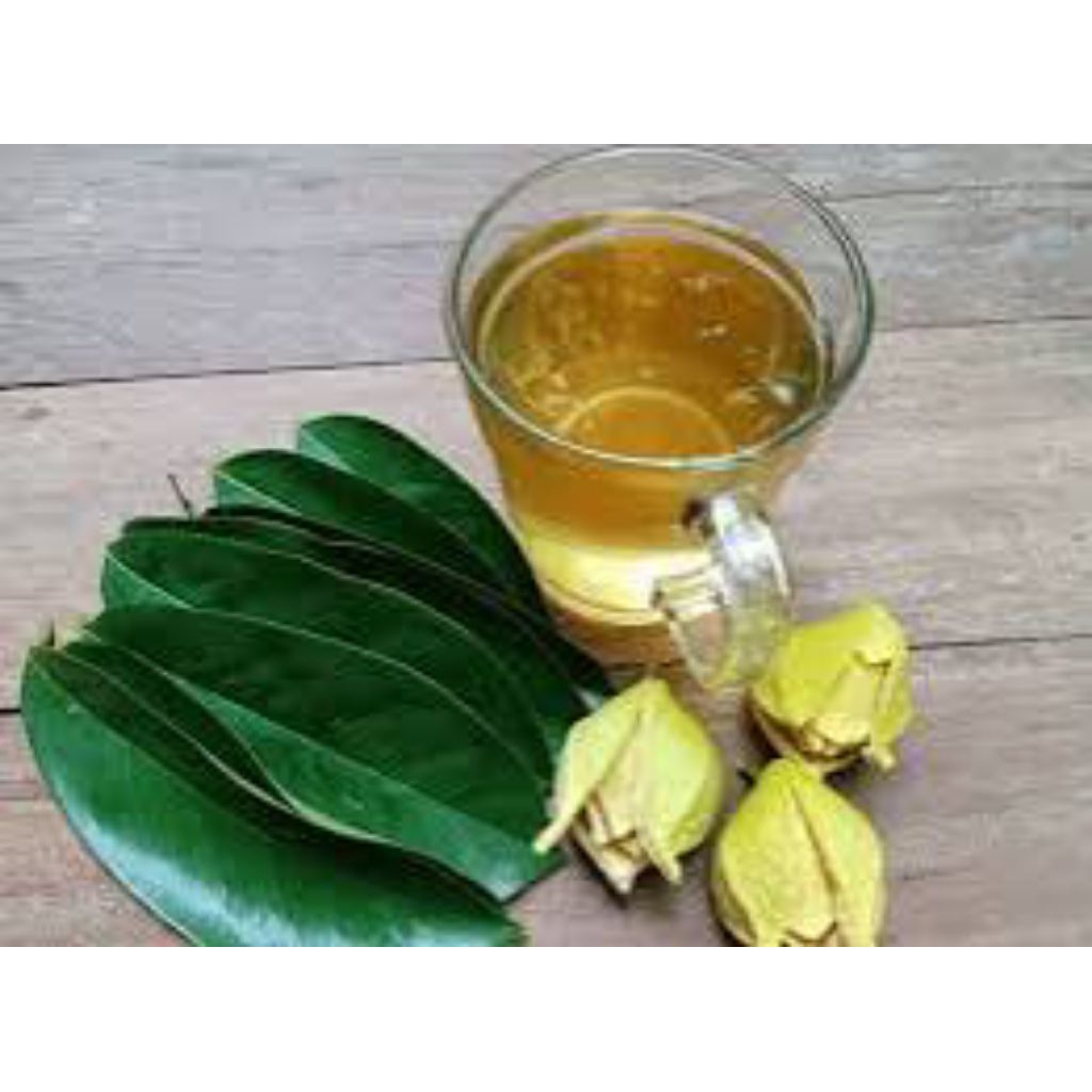 

Daun Sirsak Muda 100Lembar