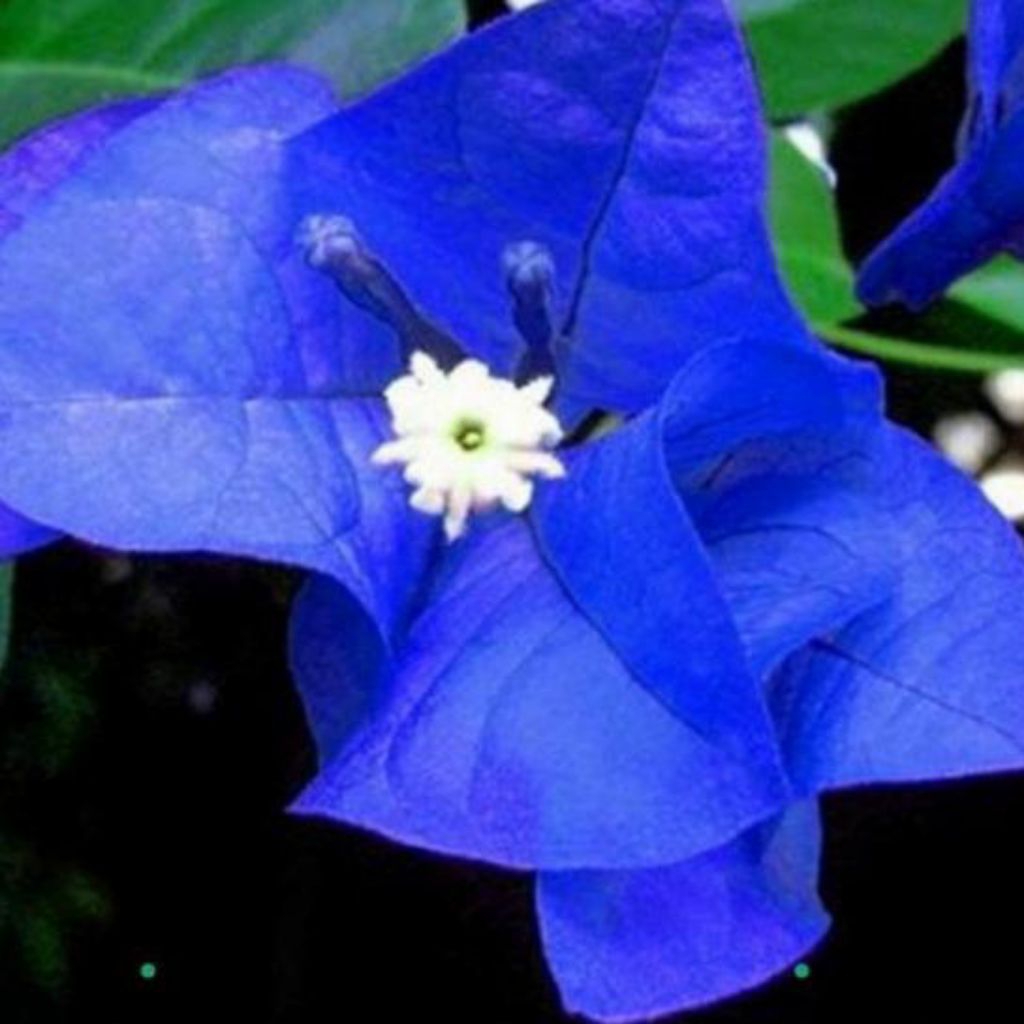 Bougenville biru, Tanaman Hias