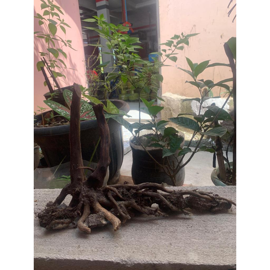 Hardscape Aquascape Tank 40cm