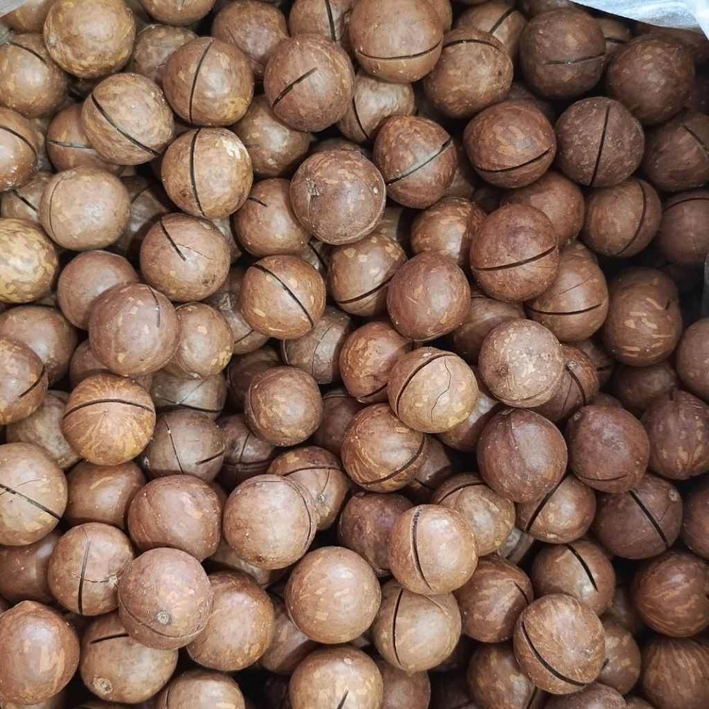 

Kacang Macadamia Roasted 500Gram