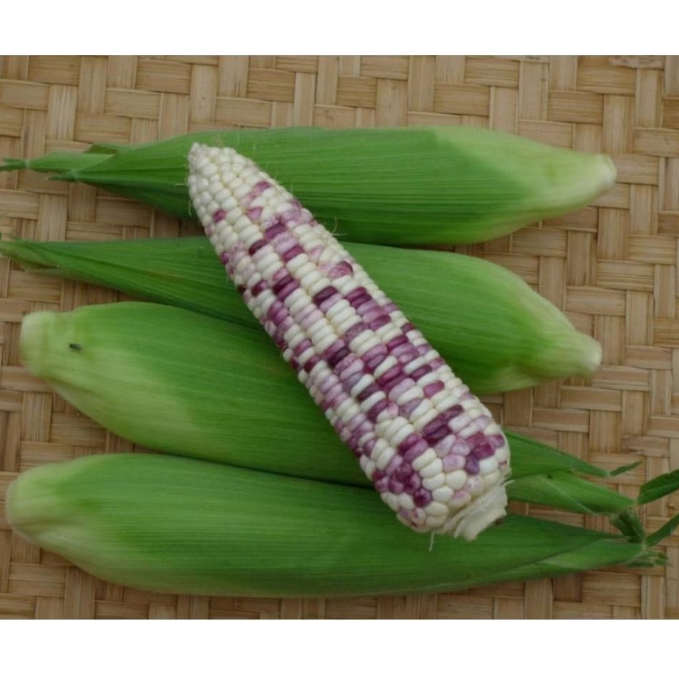 

Jagung pulut ketan batik 1kilo enak pulen kenyal cocok untuk diet diabetes dibakar direbus dikukus enak