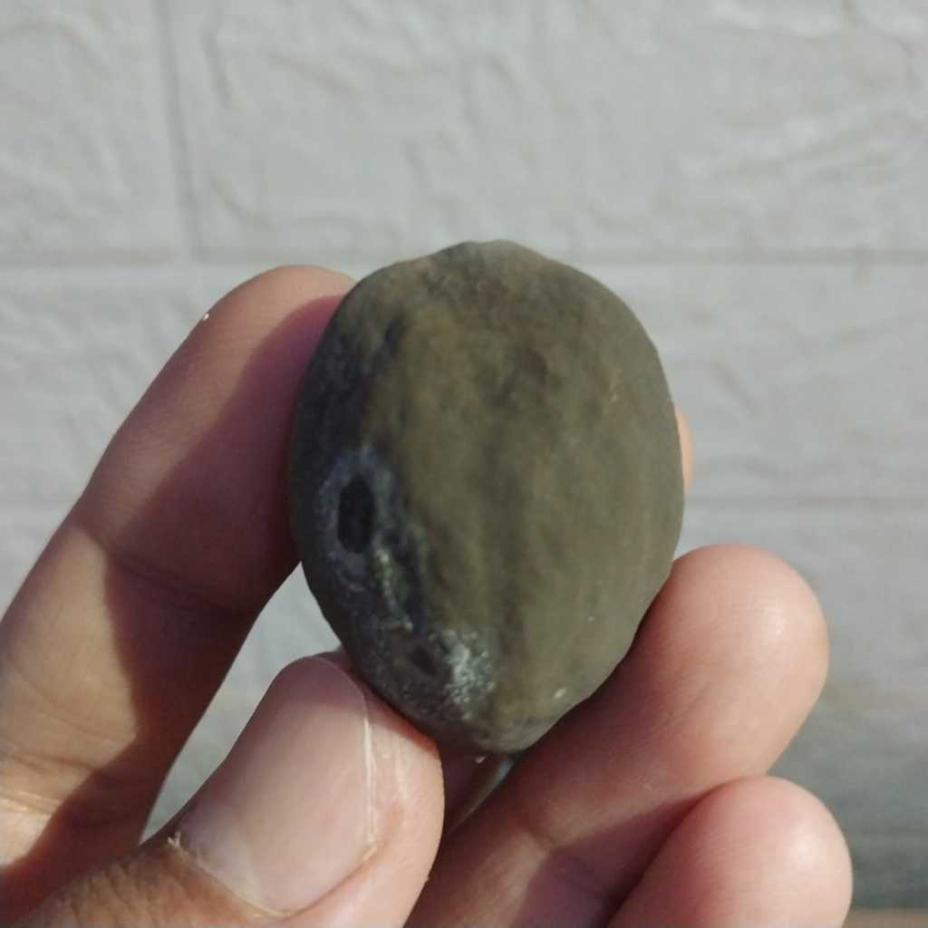 MUNCANG ADU 4G X JAWA (GARUT)