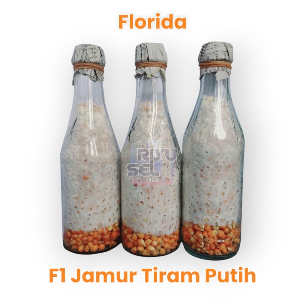 

riyuselstore - Bibit F1 Jamur Tiram Putih Florida Botol Kaca Besar Super Murah