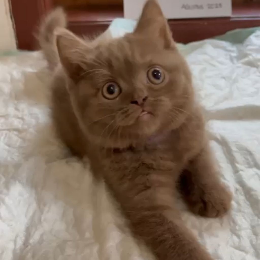 kityen bsh jantan cinamon | kucing british short hair cinamon lucu