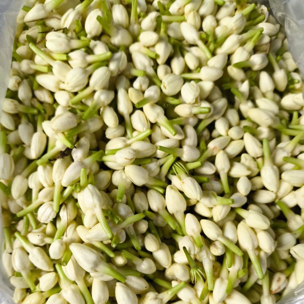 

Melati Kuntum Melati Kampung Wangi Segar Fresh