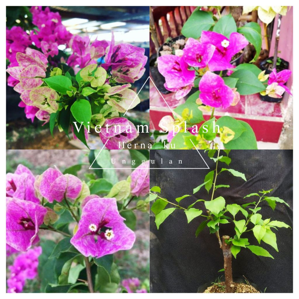 Bunga Bugenvil SPLASH VIETNAM Orian Rimbun / Bougenville VIETNAM SPLASH Bunga Cantik