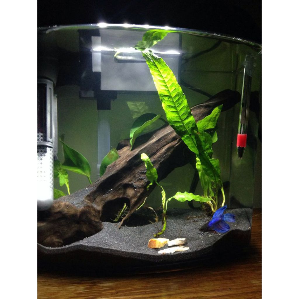 aquascape mini/Soliter full set Siap pakai.free cupang.