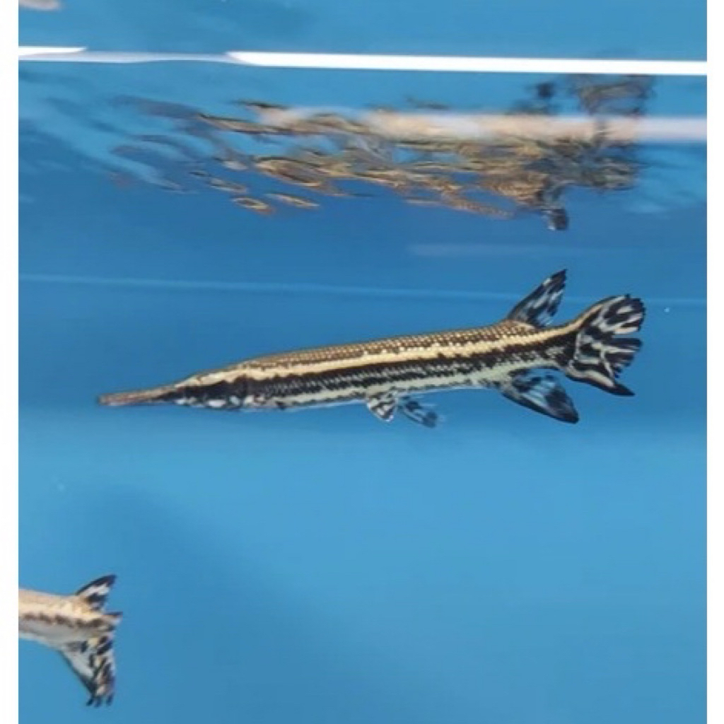 Florida gar fish 10cm / florida gar 10cm