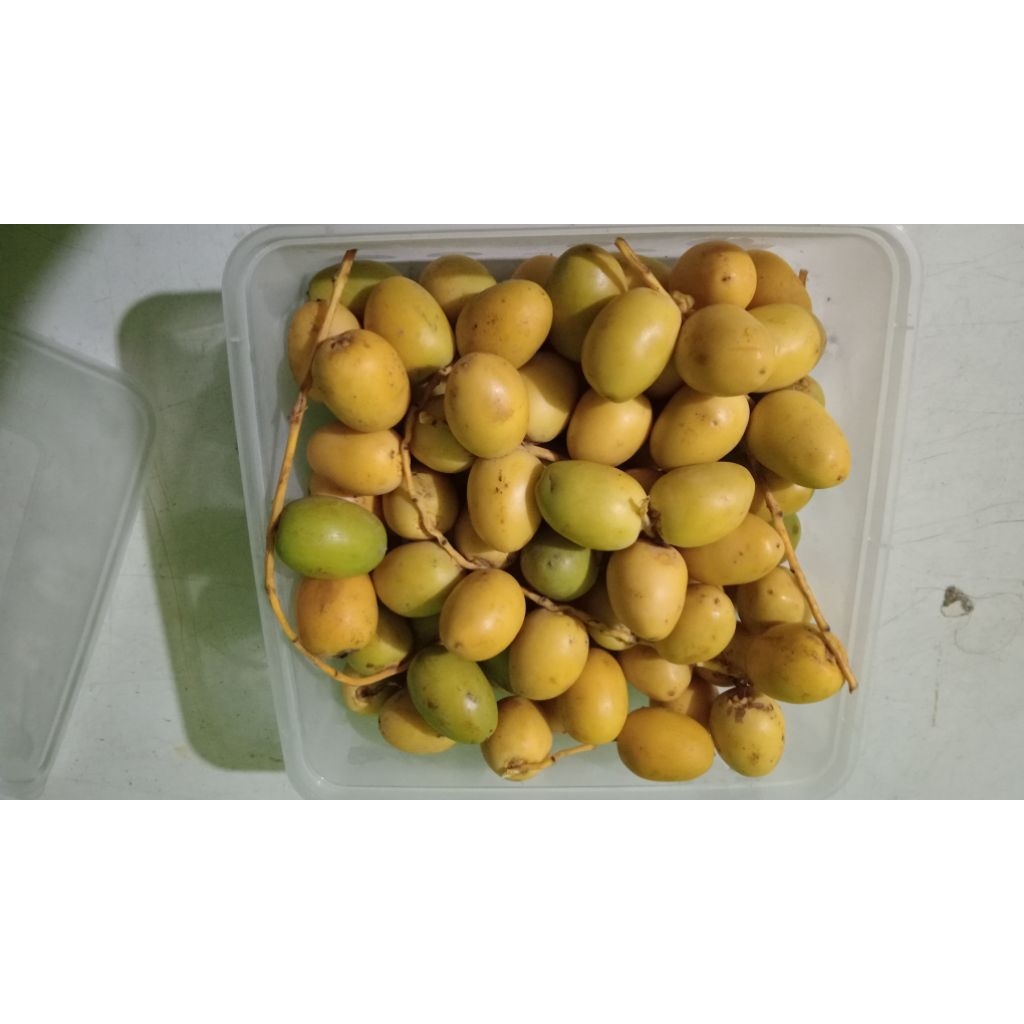 

Kurma Mentah Barhi / Kurma Muda / Program promil/kurma