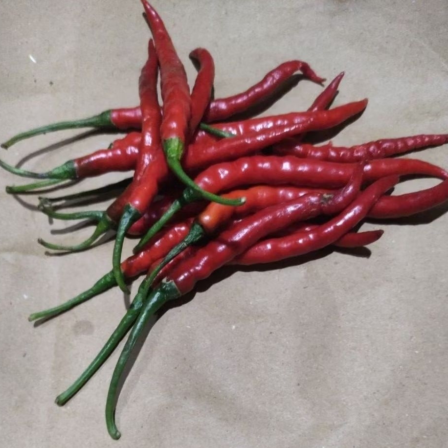 

Cabe merah Kriting Murah