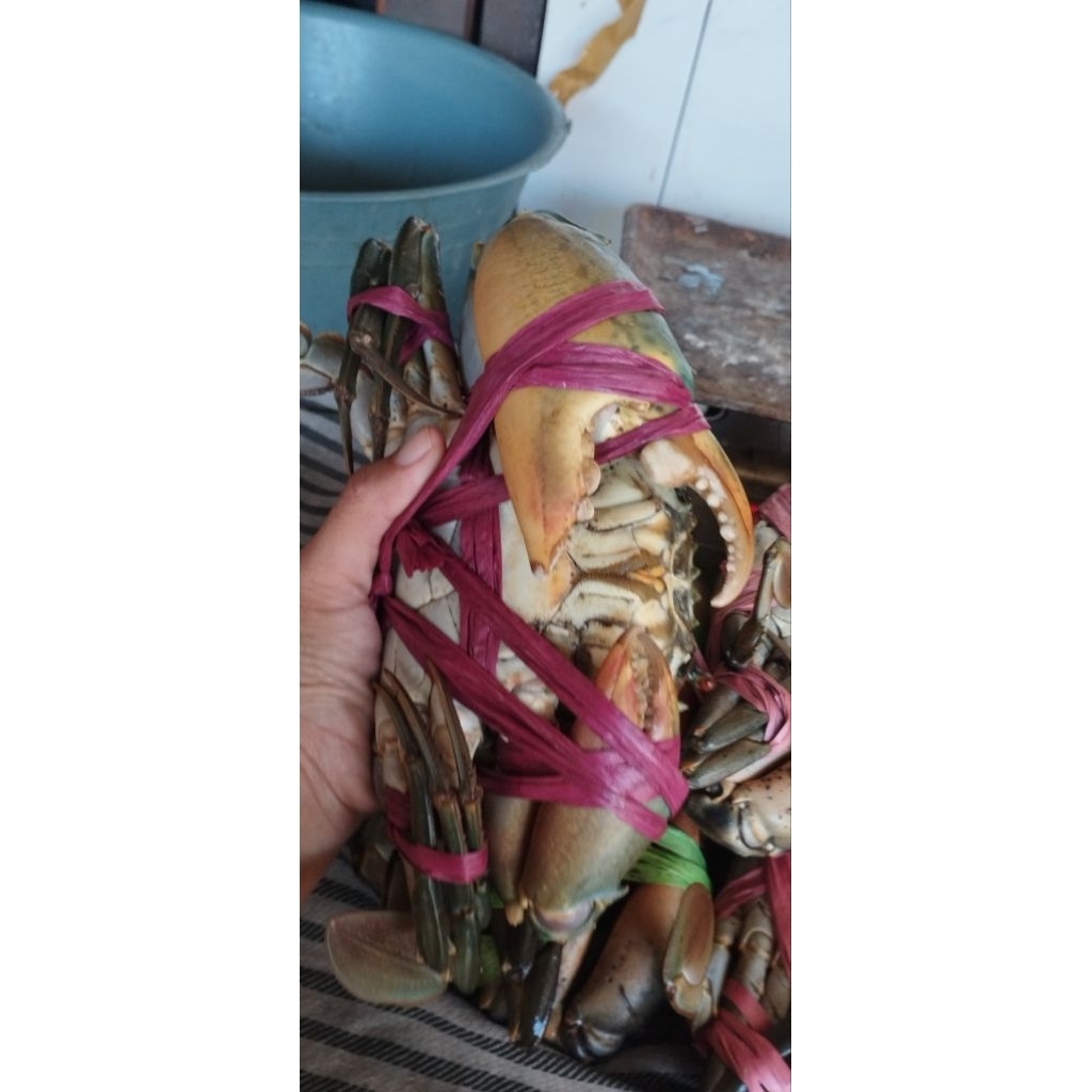 

KEPITING SUPER JUMBO