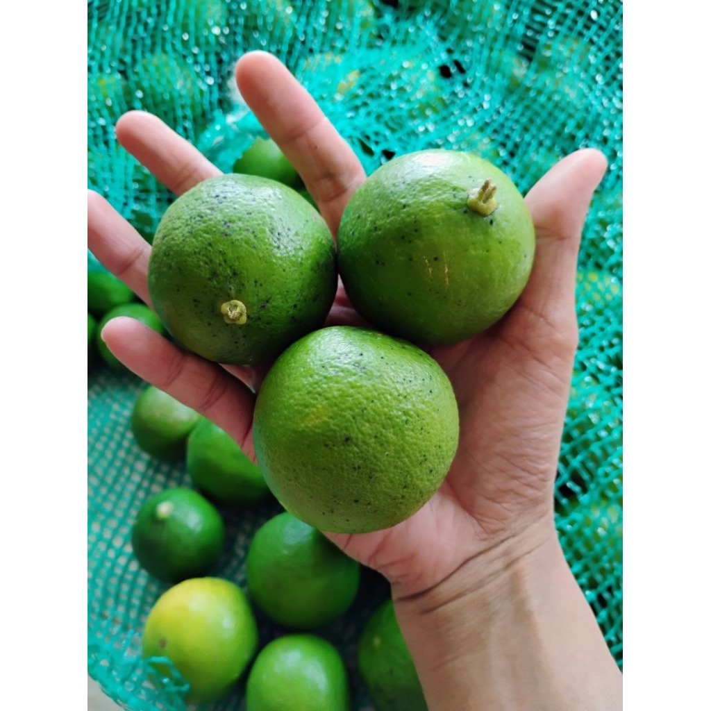 

Jeruk Nipis 1kg fresh petik dari kebun