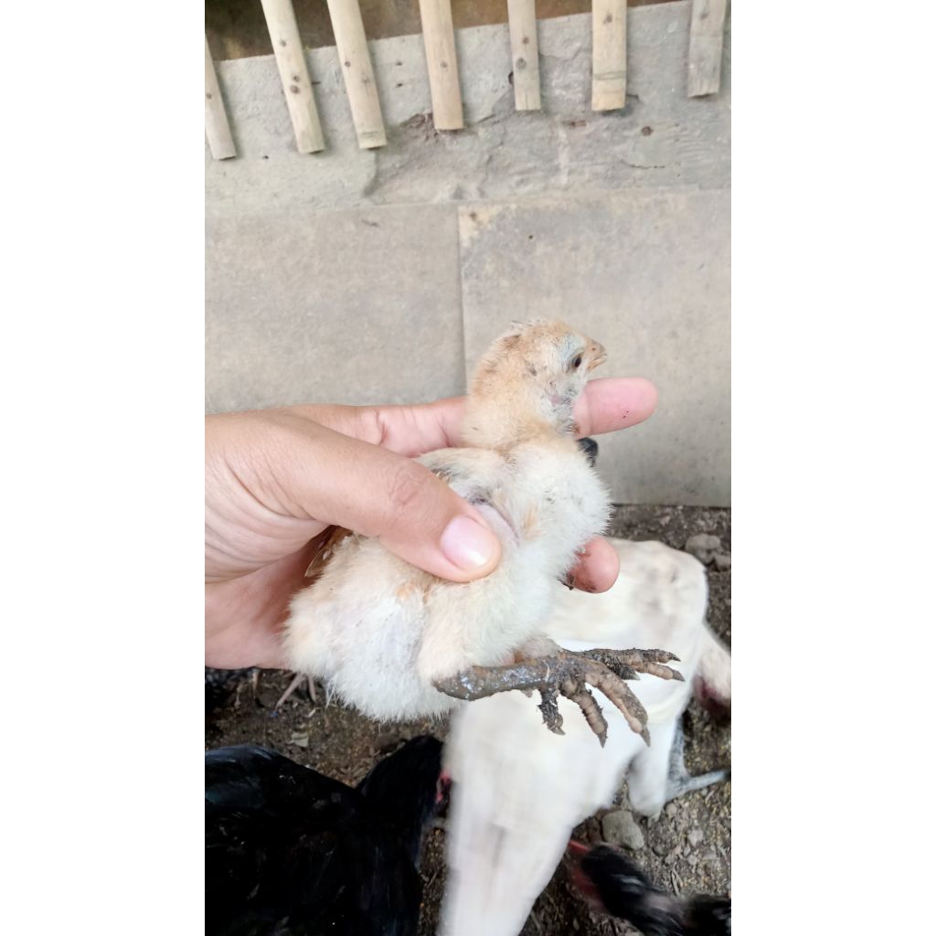 anak ayam kampung