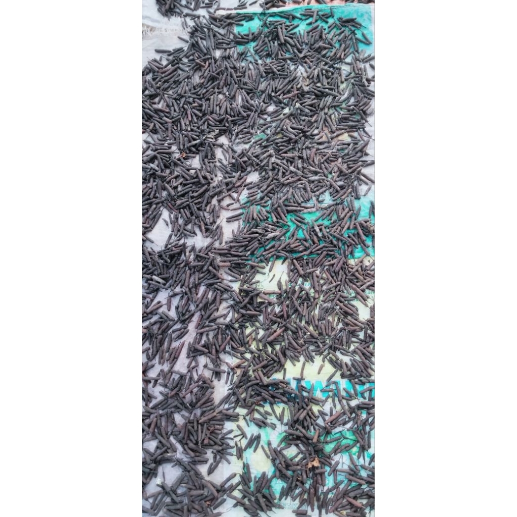 

Cabe Jamu ( Jawa ) dari Madura