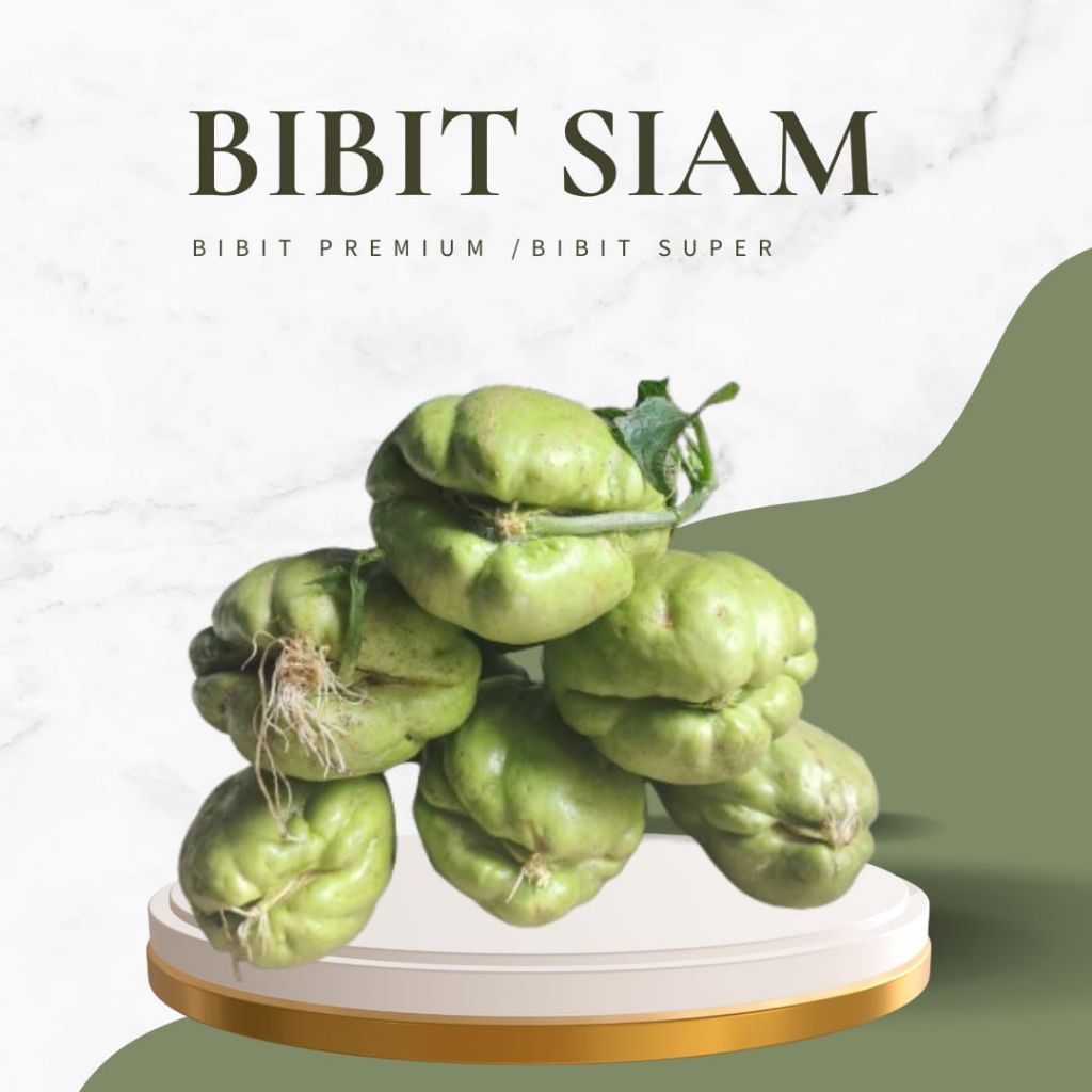 

bibit labu Siam PG super / bibit waluh cina
