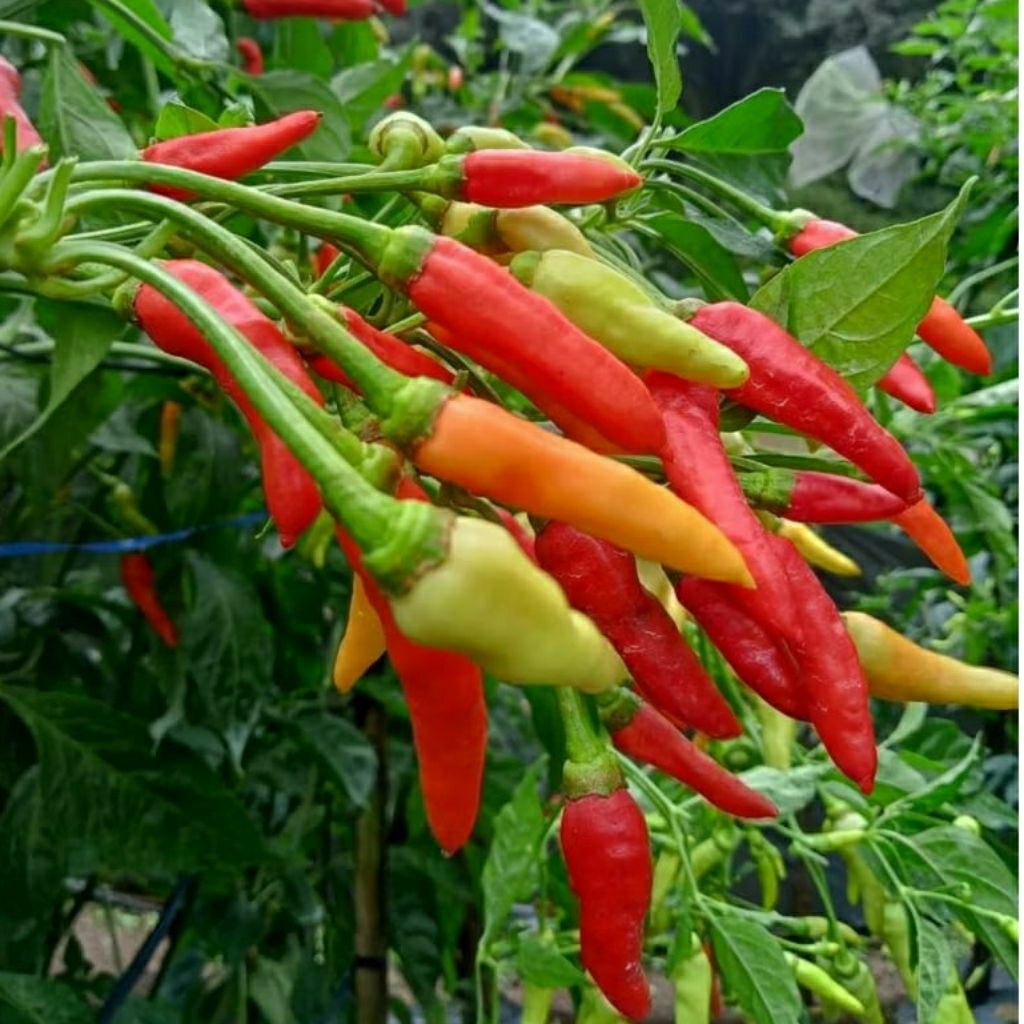 Raflezia Bibit Cabe Rawit Unggul Bestop Original 10 Gram 2000 Biji Benih Cabe Rawit Unggul Gerombol