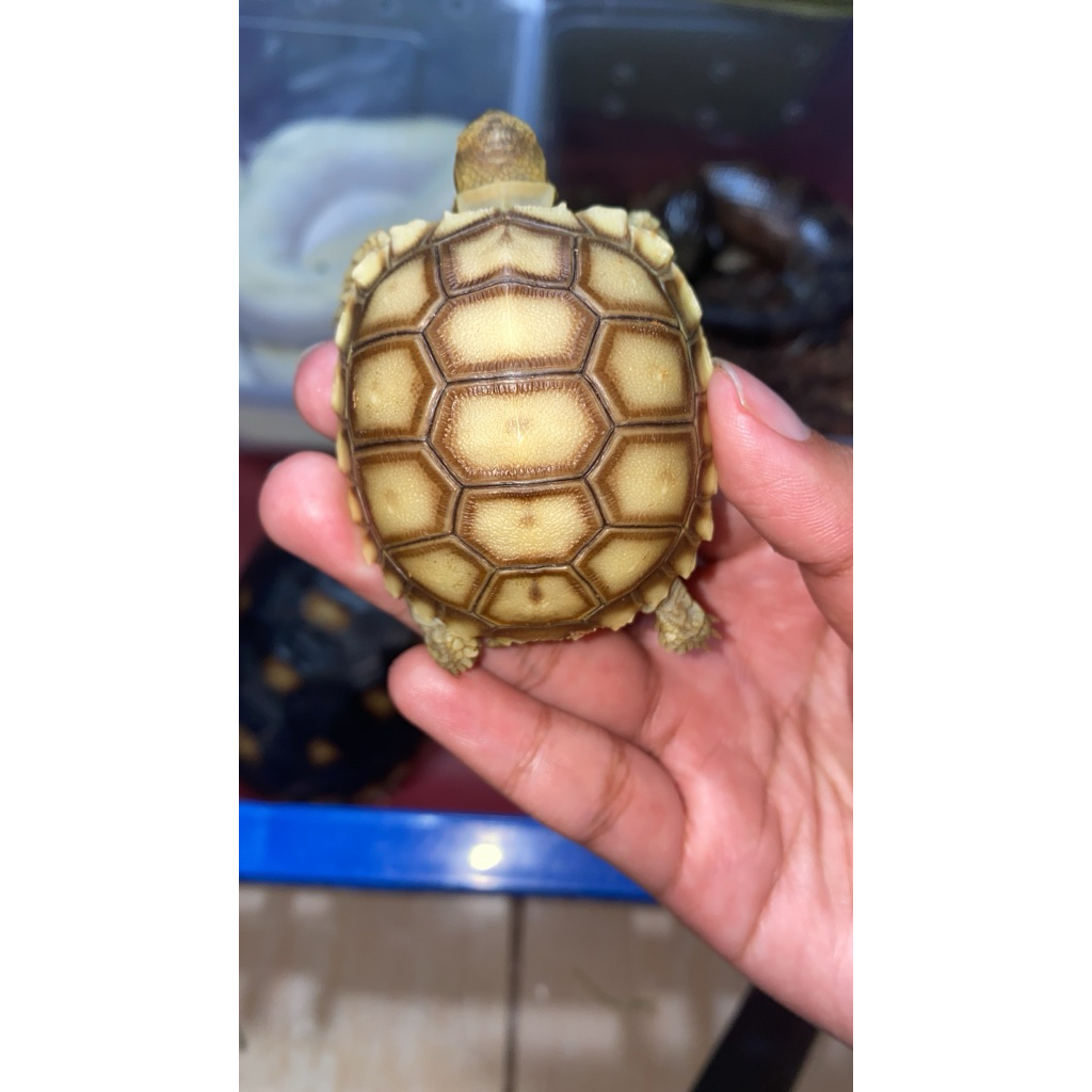 mainan sulcata darat 5,5-6cm NORMAL SCUTE