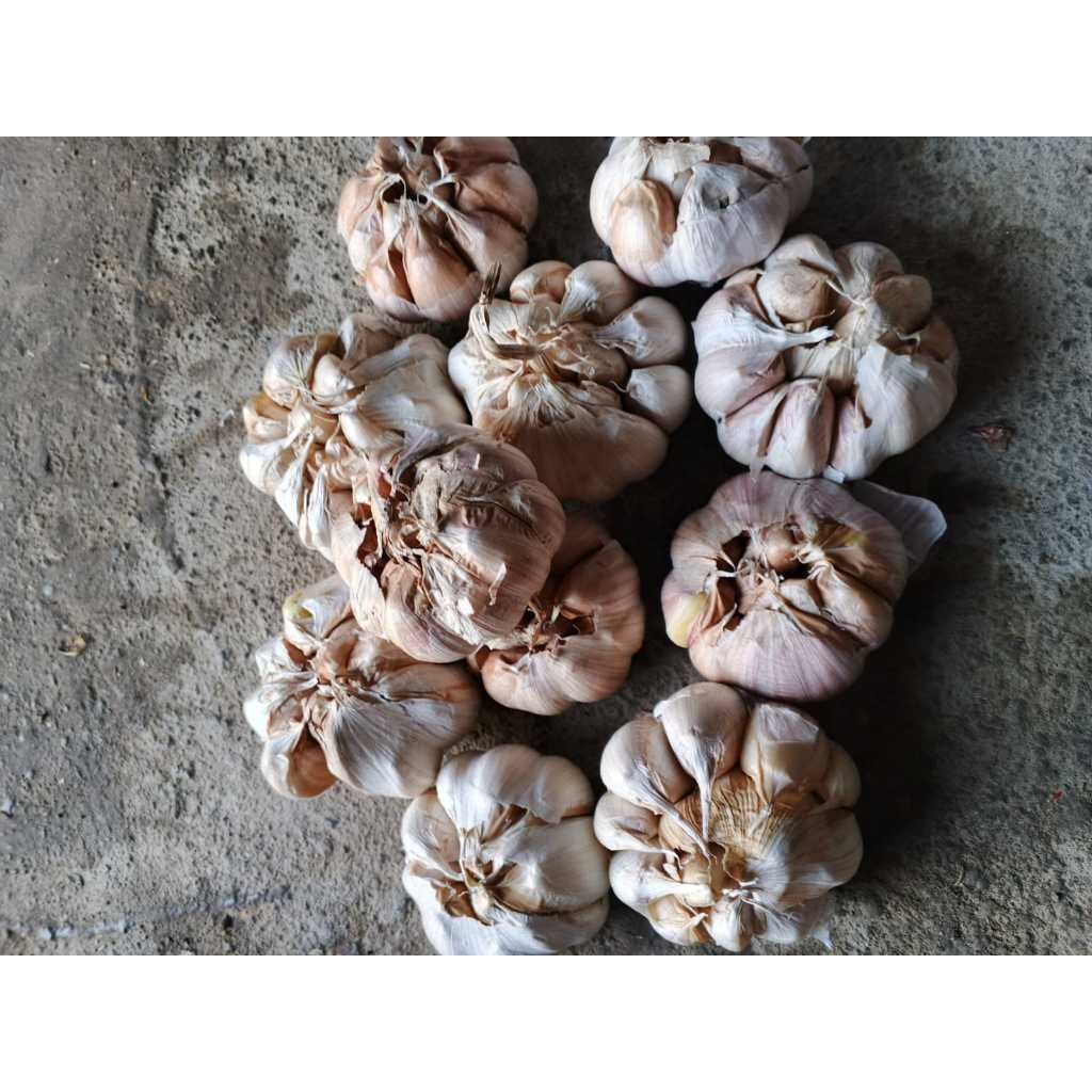 

Bawang putih sinco 500 gram
