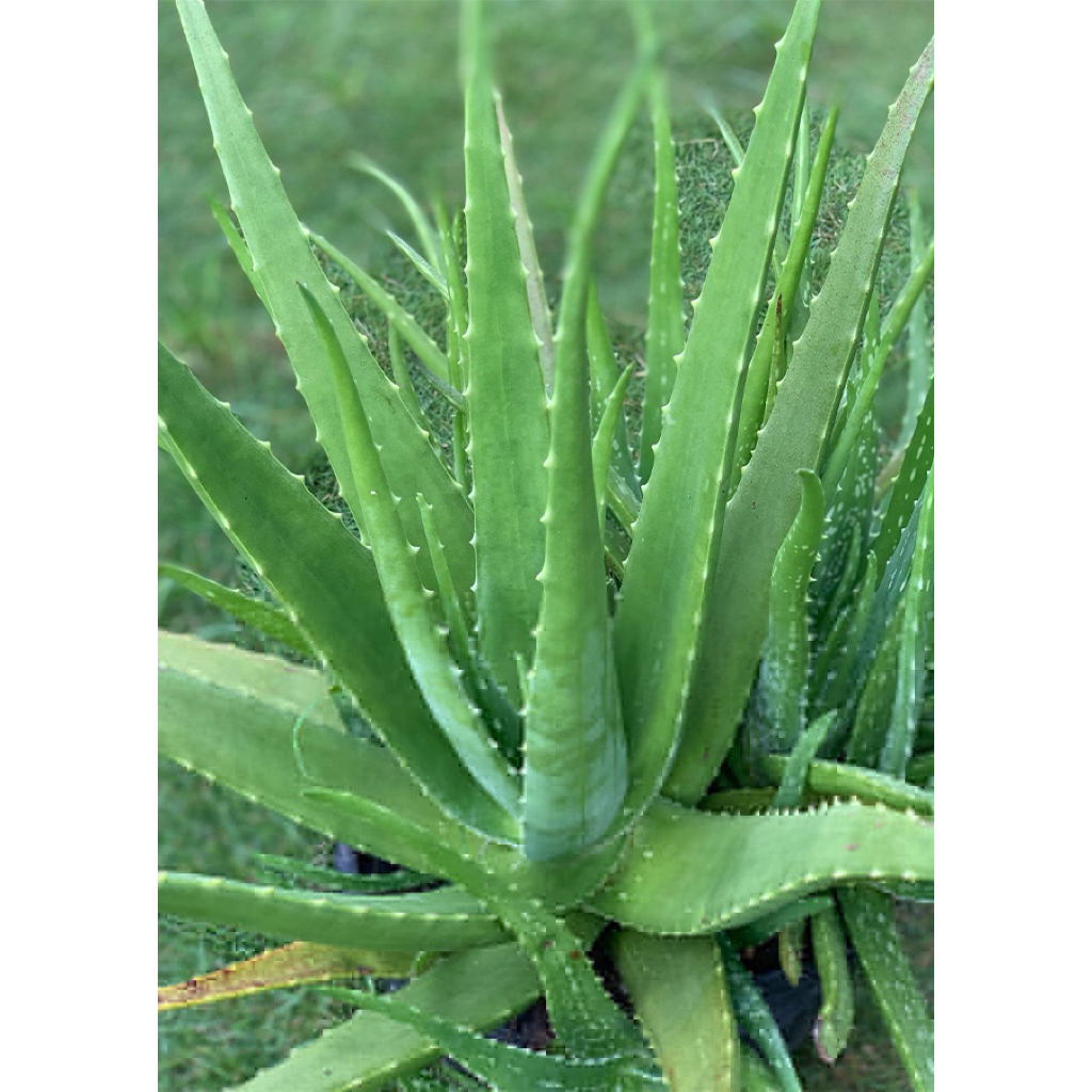 

Lidah Buaya, Aloevera | 250gr