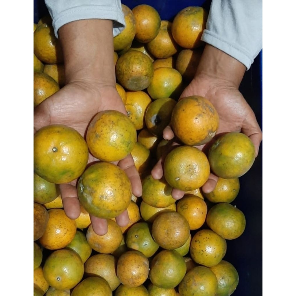 

JERUK SIEM SIAM MADU PETIK DARI KEBUN SENDIRI 1KG (BACA DESC BOX!)