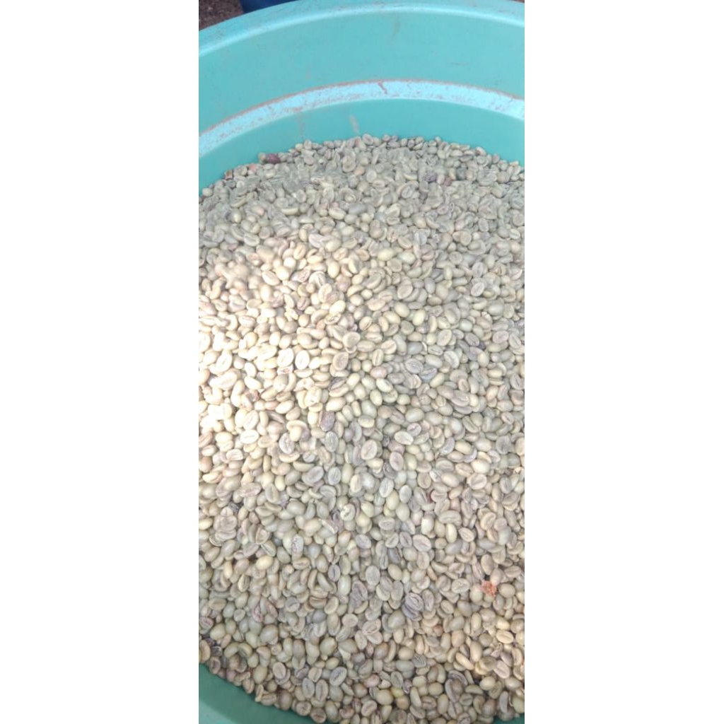 

green bean robusta dampit